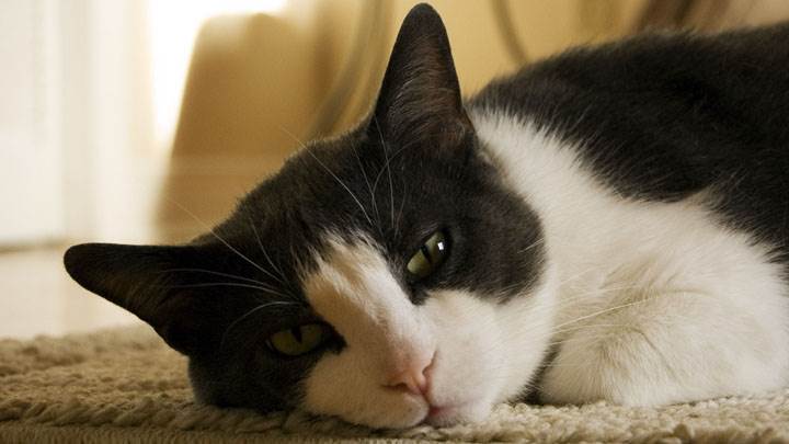 Black And White Cat Laying On Mat Lazy Pose